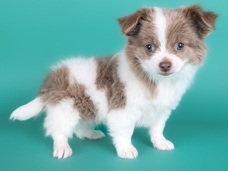 Chihuahua-Dog-Male-Fawn / White-5104477-XO PUPS