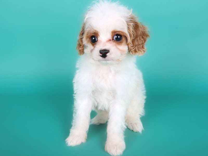 [#15015] Apricot Female Cavapoo Puppies For Sale #3
