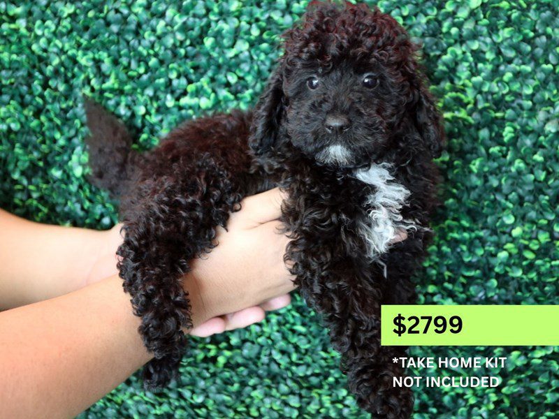 [#14992] Black & White Chest Male Micro Mini Goldendoodle F1B Puppies For Sale #4