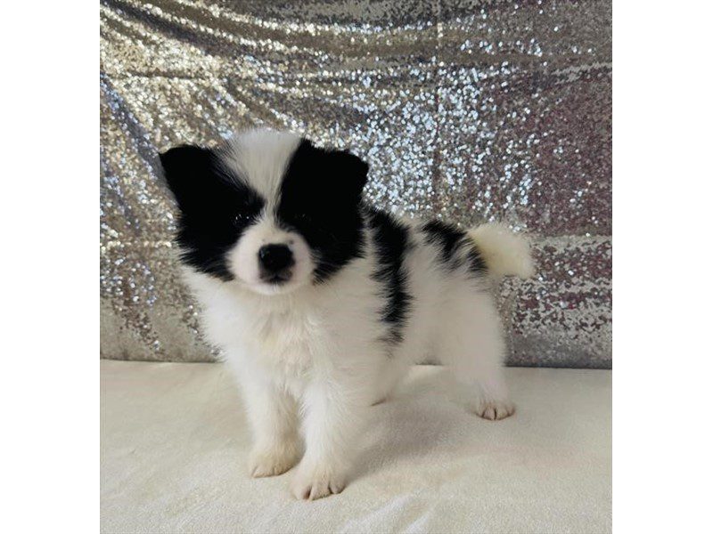 [#15020] Black / White Male Pomsky Puppies For Sale #2
