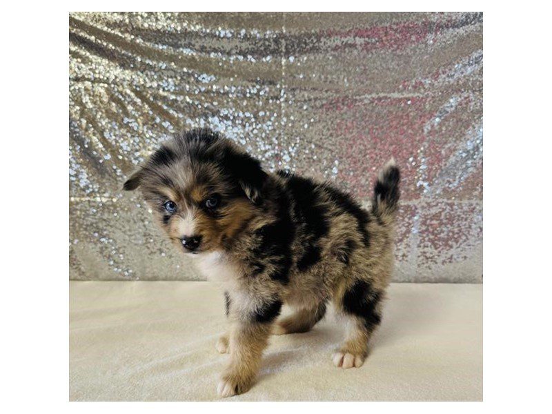 [#15021] Merle Male Pomsky Puppies For Sale #2