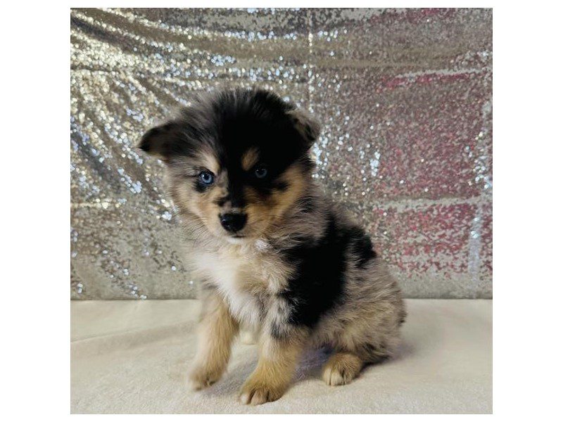 [#15022] Merle Male Pomsky Puppies For Sale #2