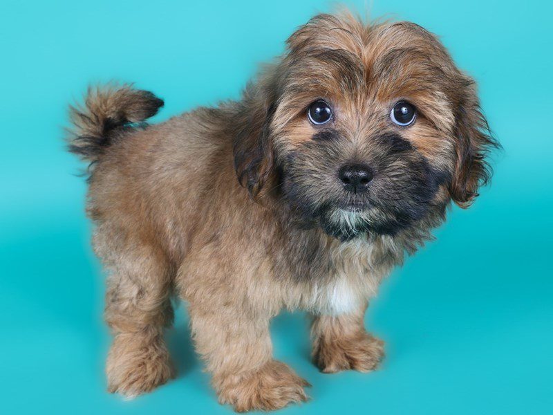 [#15018] Red Sable Male Lhasapoo Puppies For Sale #2
