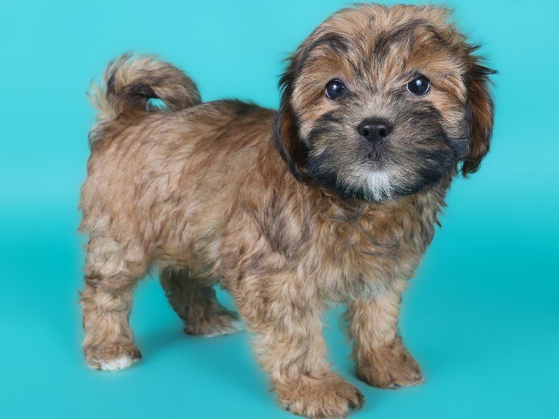 [#15019] Red Sable Female Lhasapoo Puppies For Sale #2