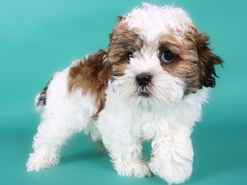 [#15002] Sable & White Female Shihpoo Puppies For Sale #2