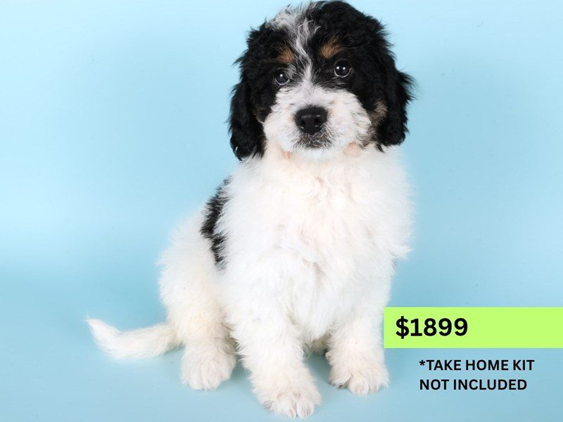 [#14962] Black / White Female Miniature Bernedoodle Puppies For Sale #4