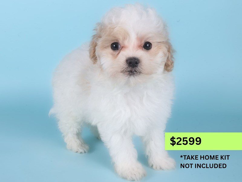 [#14979] Cream Female Maltipoo Puppies For Sale #3