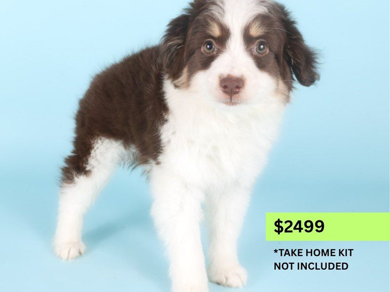 [#14982] Red & White Female Miniature Australian Shepherd Puppies For Sale #3
