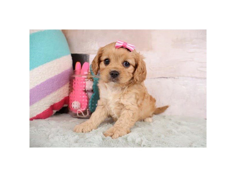 [#15023] Apricot Female Cavapoo Puppies For Sale #2