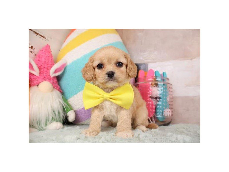 [#15024] Apricot Male Cavapoo Puppies For Sale #2