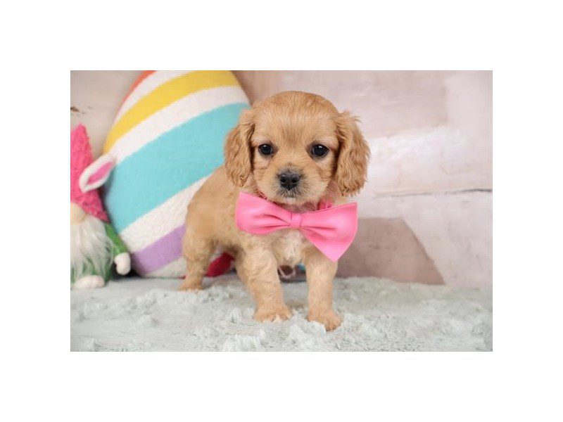 [#15025] Apricot Male Cavapoo Puppies For Sale #2