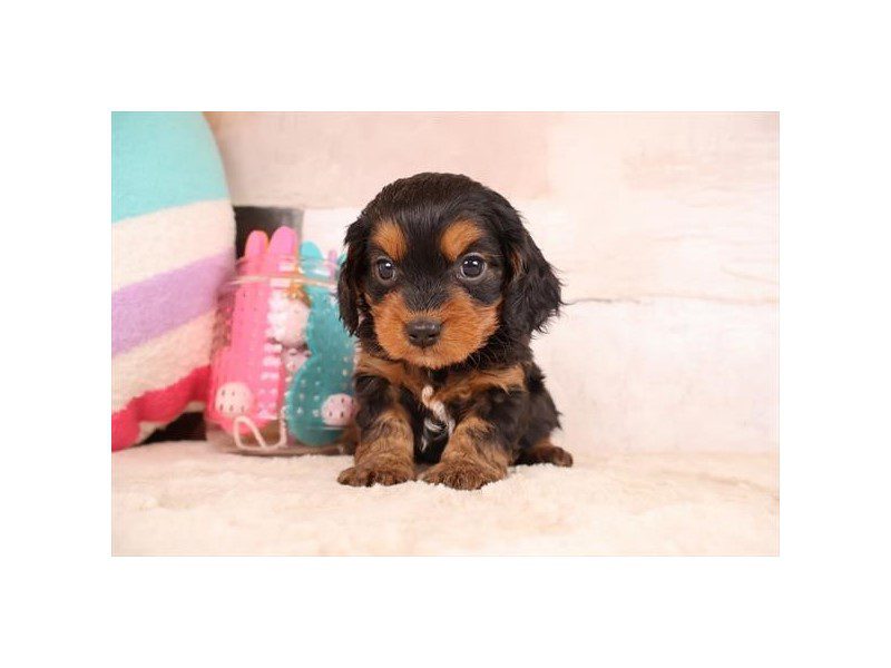 [#15026] Black / Tan Male Cavapoo Puppies For Sale #2