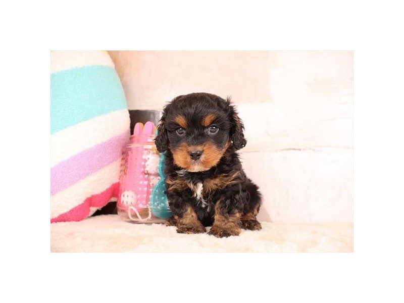 [#15027] Black / Tan Male Cavapoo Puppies For Sale #2