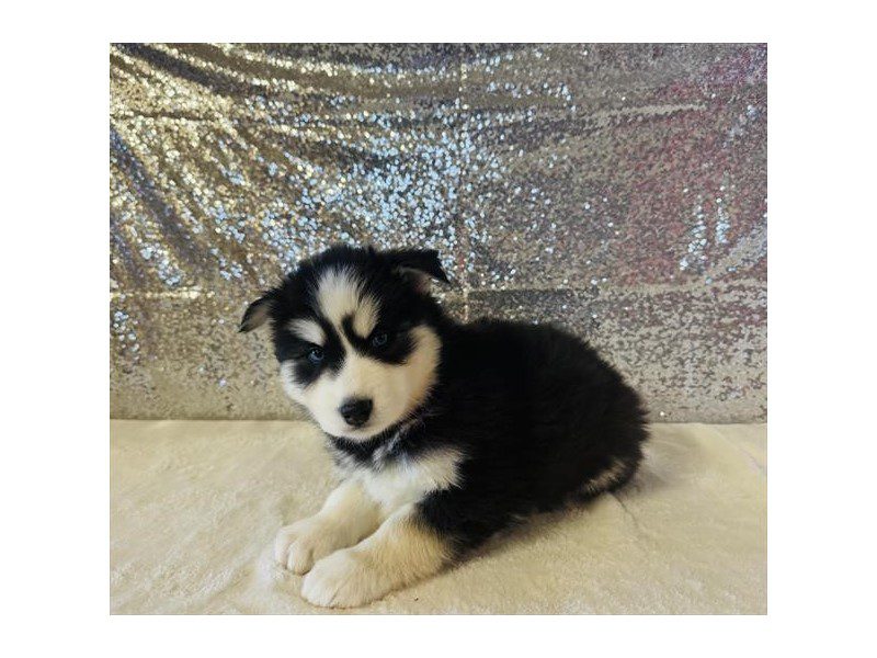 [#15033] Black / White Male Siberian Husky Puppies For Sale #2