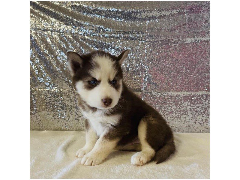 [#15034] Red / White Male Siberian Husky Puppies For Sale #2
