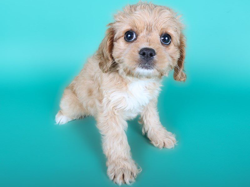 [#15023] Apricot Female Cavapoo Puppies For Sale #3