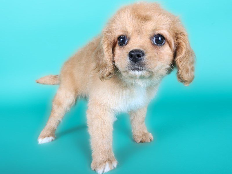 [#15024] Apricot Male Cavapoo Puppies For Sale #3