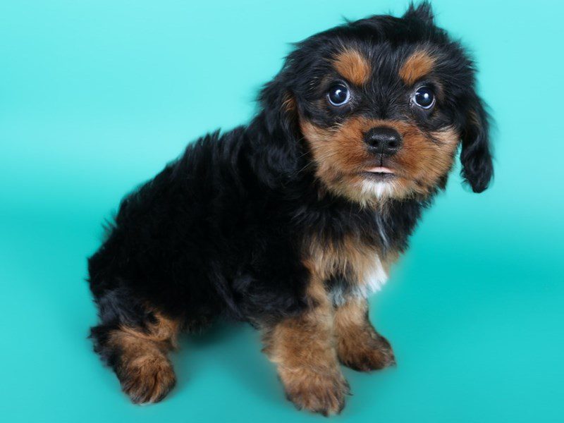 [#15026] Black / Tan Male Cavapoo Puppies For Sale #3