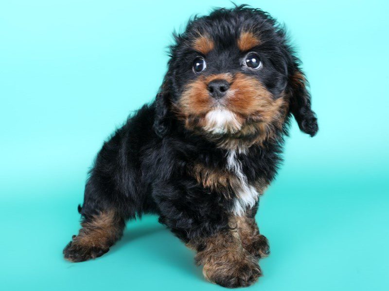 [#15027] Black / Tan Male Cavapoo Puppies For Sale #3