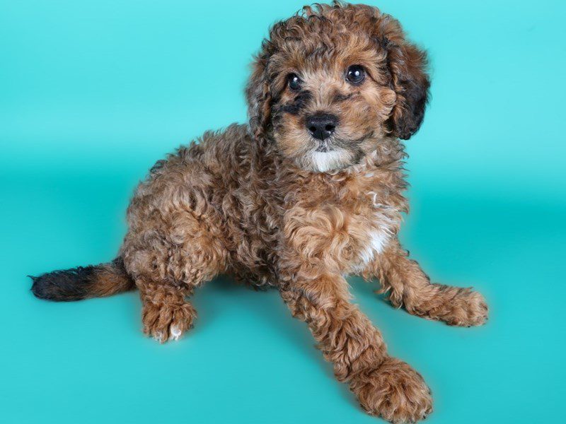 [#15028] Red Merle Tan/White Male Miniature Goldendoodle F1B Puppies For Sale #2