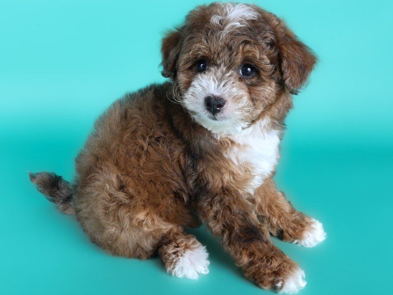 Miniature Goldendoodle F1B-Dog-Male-Red Merle Tan/White-5107806-XO PUPS