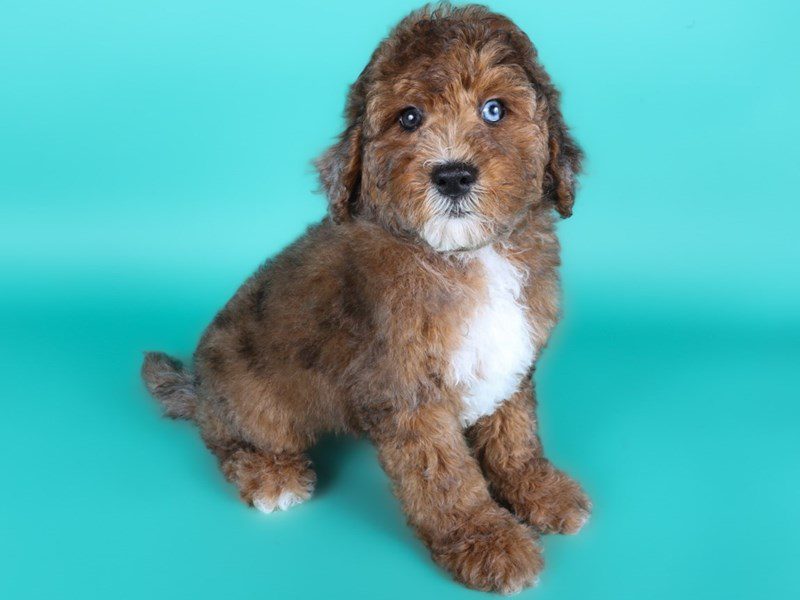 [#15030] Red Merle Tan/White Male Miniature Goldendoodle F1B Puppies For Sale #2