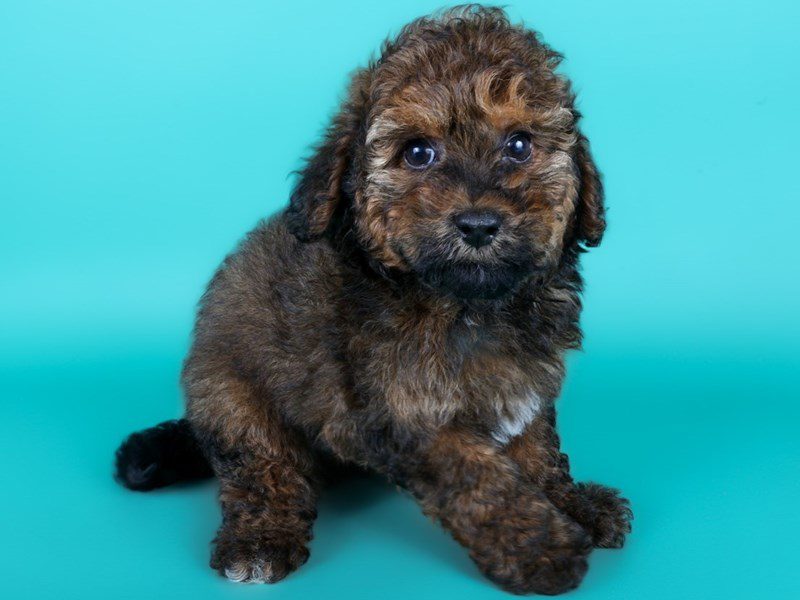 [#15031] Red/Black White Male Miniature Goldendoodle F1B Puppies For Sale #2