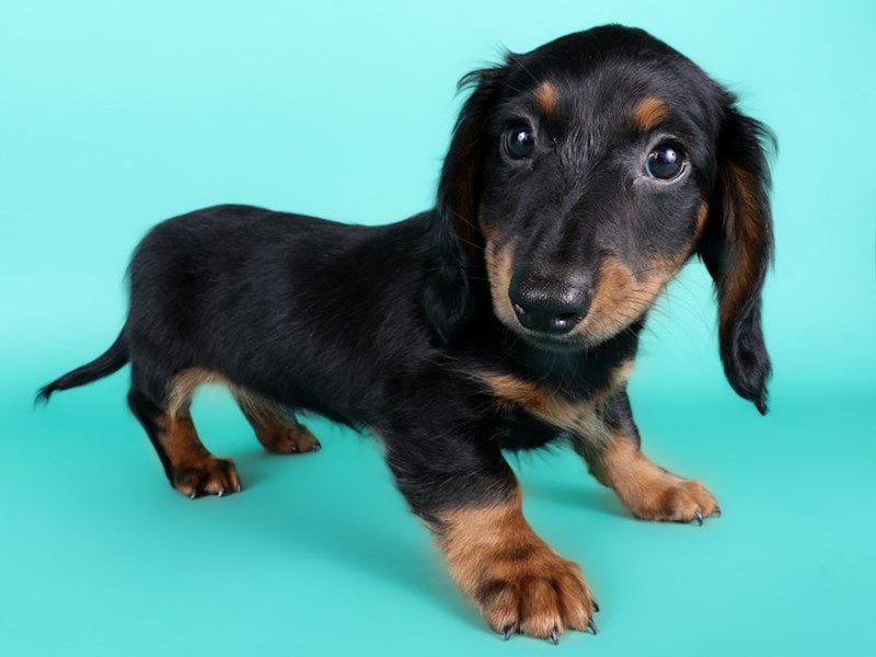 [#15032] Black/Tan Male Miniature Dachshund Puppies For Sale #2
