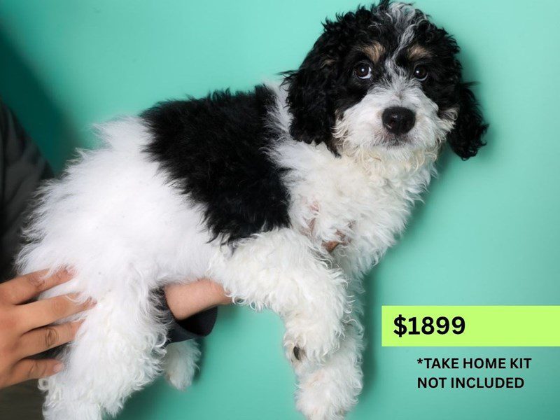 [#14962] Black / White Female Miniature Bernedoodle Puppies For Sale #5