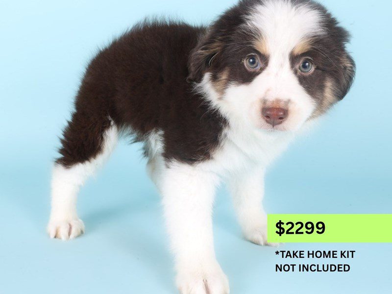 [#14981] Red & White Male Miniature Australian Shepherd Puppies For Sale #3
