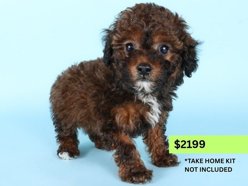 Miniature Poodle-Dog-Male-Red Sable-5097570-XO PUPS