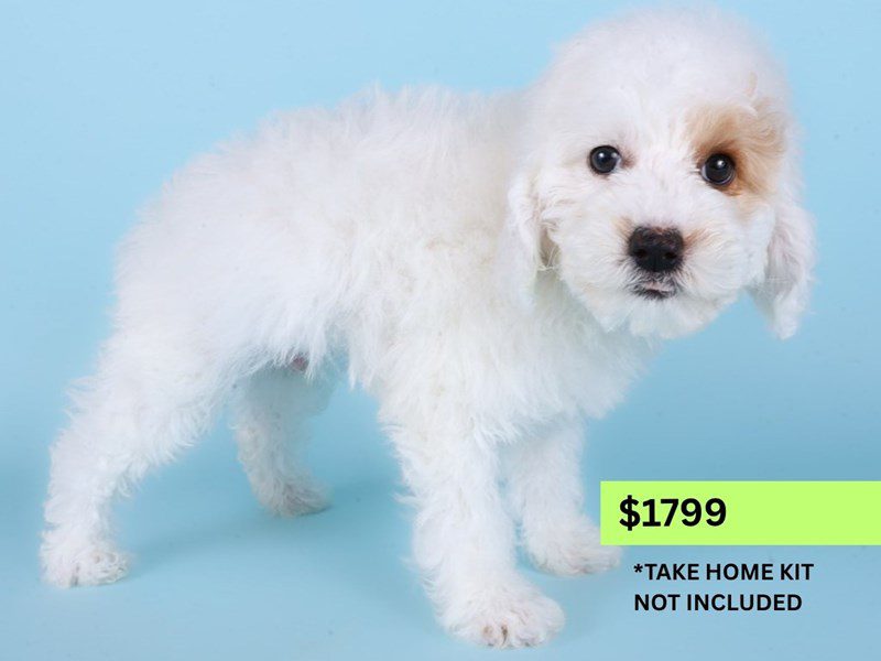 [#14991] White / Cream Male Miniature Poodle Puppies For Sale #4