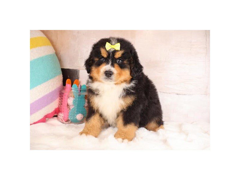 [#15035] Tri-Colored Female Miniature Bernedoodle Puppies For Sale #2