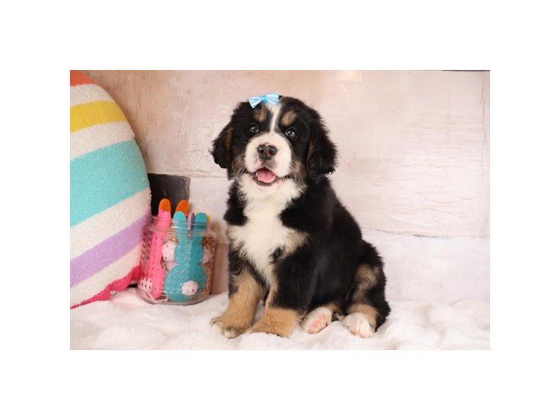[#15036] Tri-Colored Female Miniature Bernedoodle Puppies For Sale #2