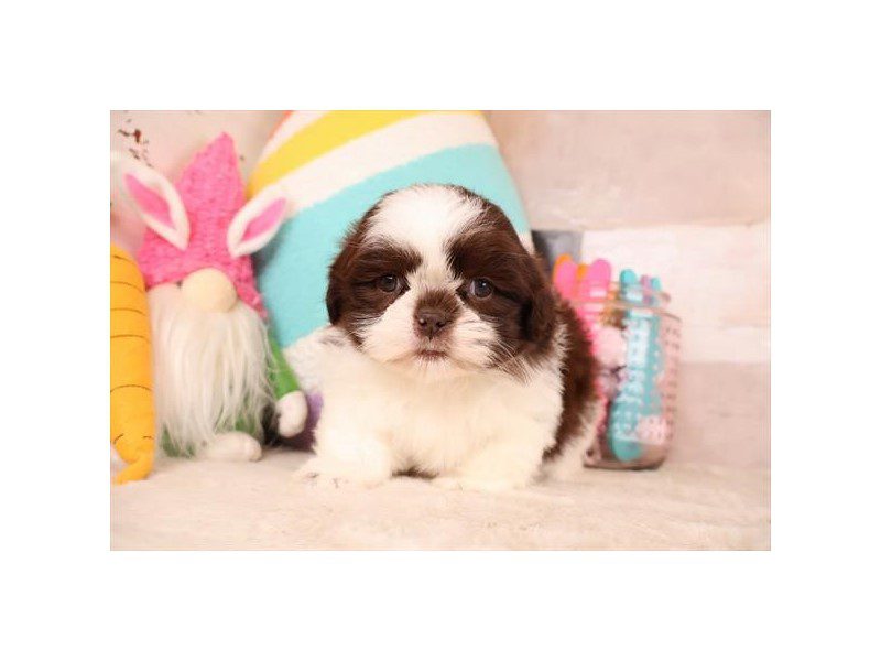 [#15037] Chocolate / White Male Shih Tzu Puppies For Sale #2