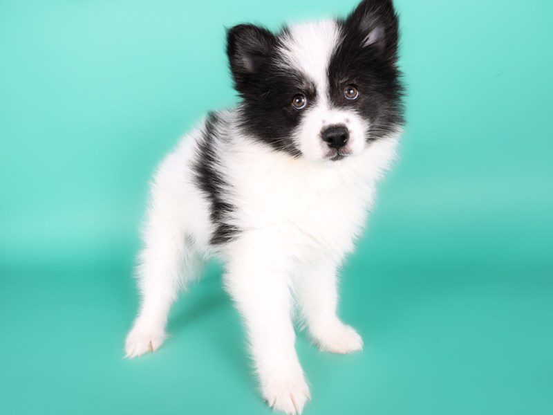 [#15020] Black / White Male Pomsky Puppies For Sale #3