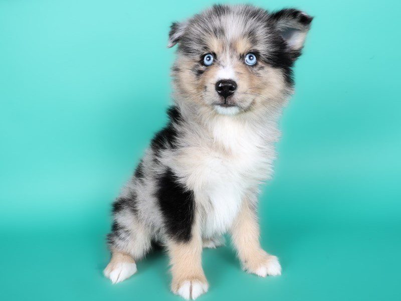 [#15021] Merle Male Pomsky Puppies For Sale #3