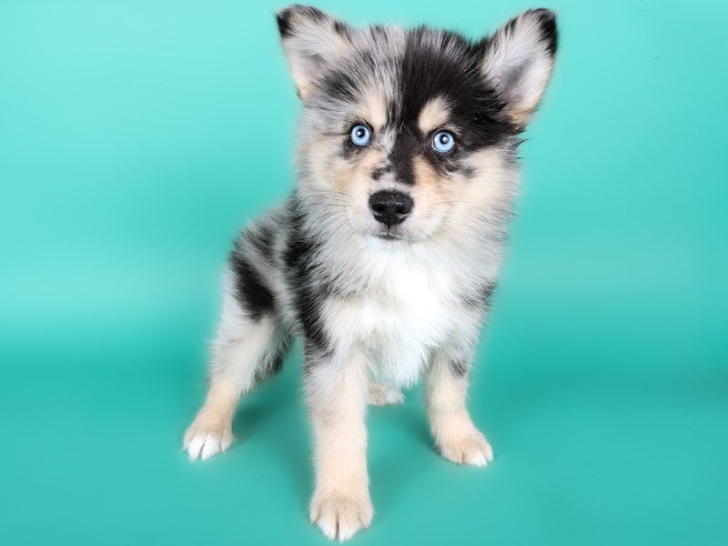 [#15022] Merle Male Pomsky Puppies For Sale #3
