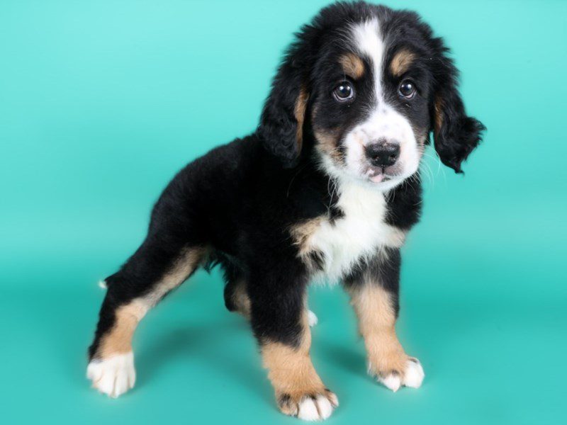 Miniature Bernedoodle-Dog-Female-Tri-Colored-5108503-XO PUPS