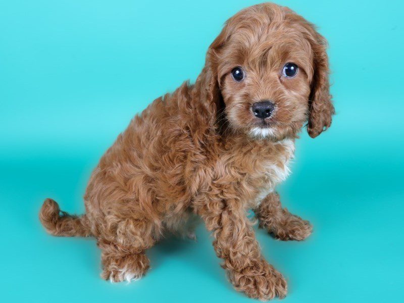 Cavapoo-Dog-Male-Ruby-5109191-XO PUPS