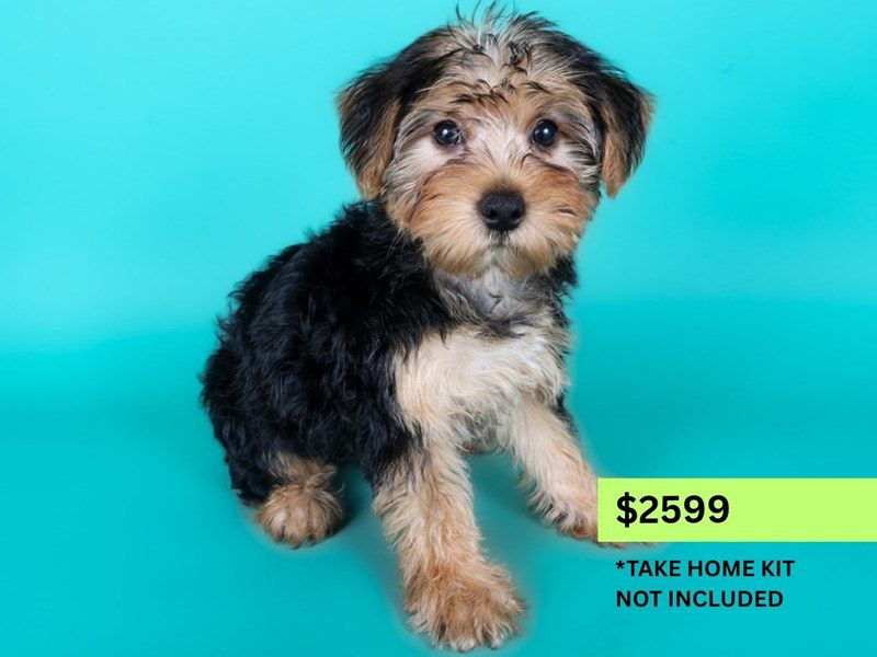 [#15014] Black/Tan Female Yorkiepoo Puppies For Sale #3