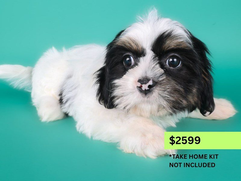 [#15007] Black / White Male Shih Tzu Puppies For Sale #4