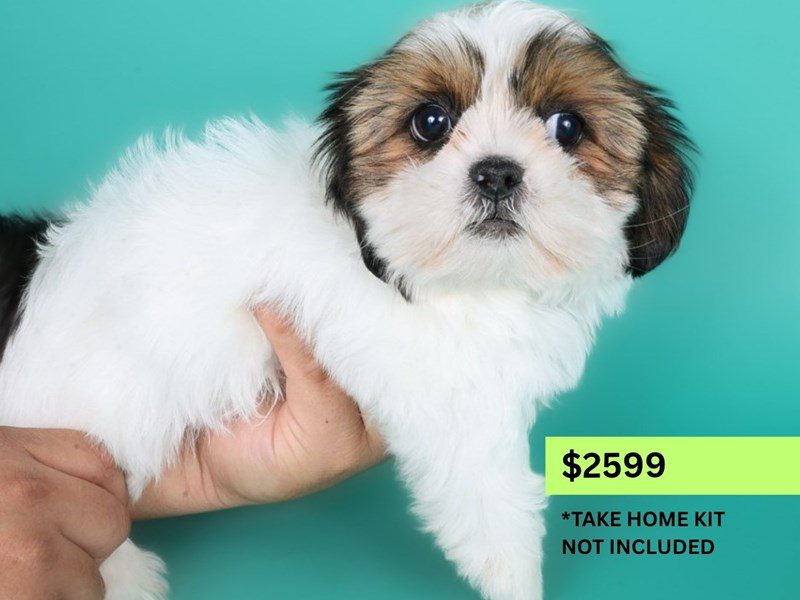 [#15006] Brown / White Male Shih Tzu Puppies For Sale #4
