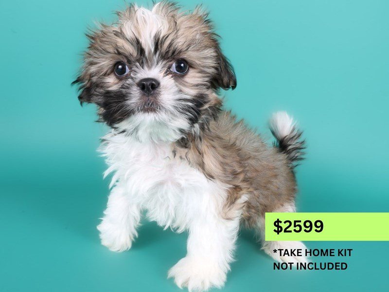[#15005] Brown / White Male Shih Tzu Puppies For Sale #4