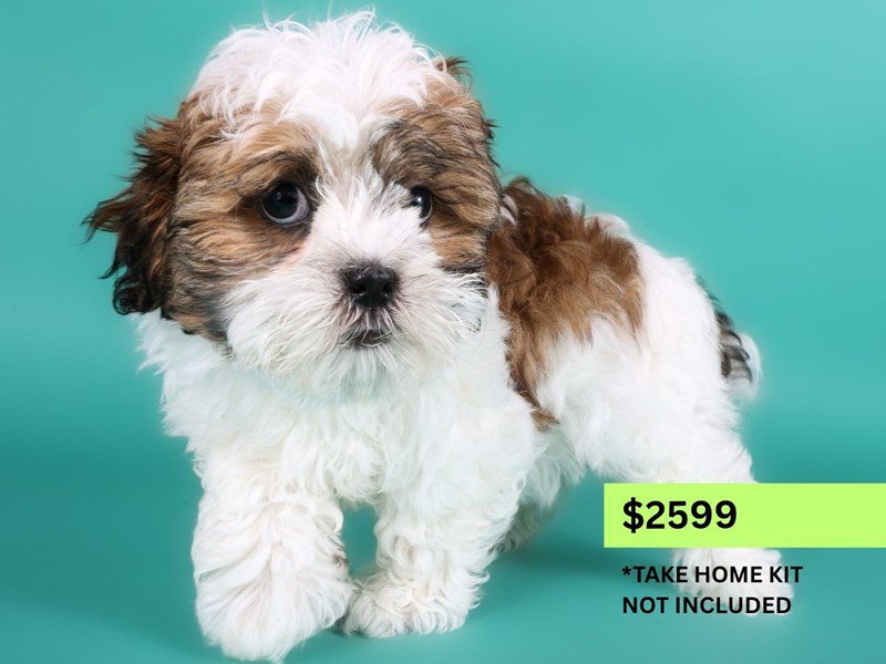 [#15002] Sable & White Female Shihpoo Puppies For Sale #3