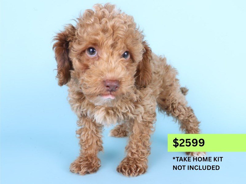 [#15001] Apricot Male Maltipoo Puppies For Sale #4