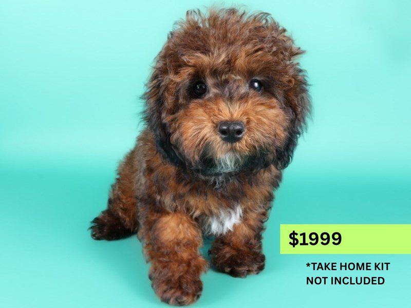 [#14990] Red Sable Female Miniature Poodle Puppies For Sale #4