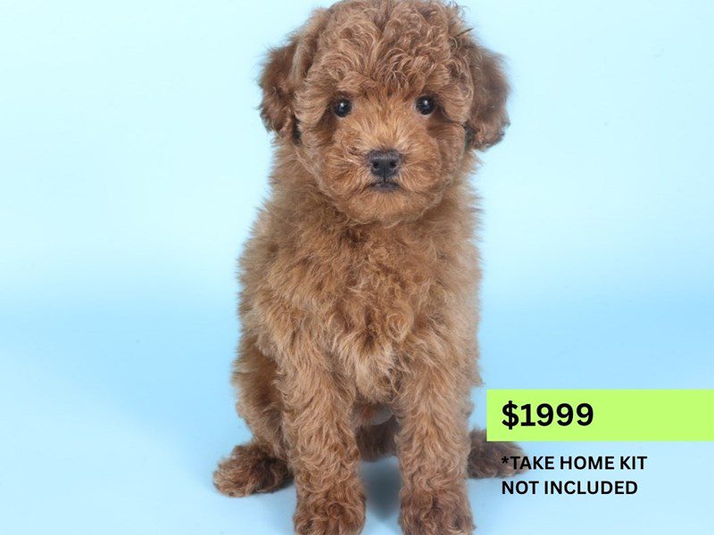 [#14988] Red Female Miniature Poodle Puppies For Sale #3