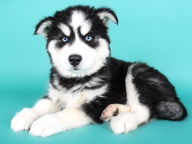 Siberian Husky-Dog-Male-Black / White-5107906-XO PUPS