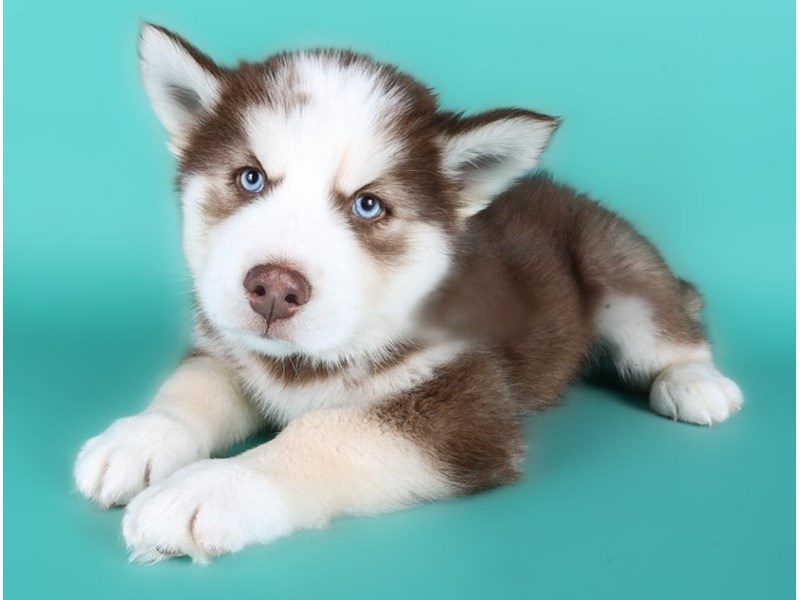 [#15034] Red / White Male Siberian Husky Puppies For Sale #3